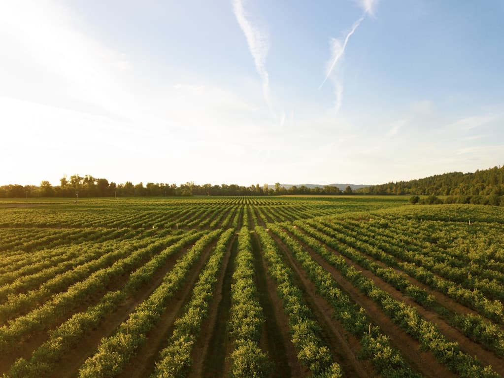 Agro & Allied Services